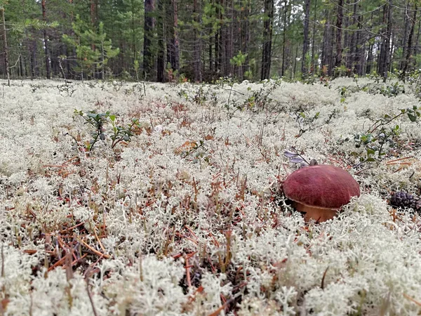 Ormanda beyaz mantar ve beyaz yosun  