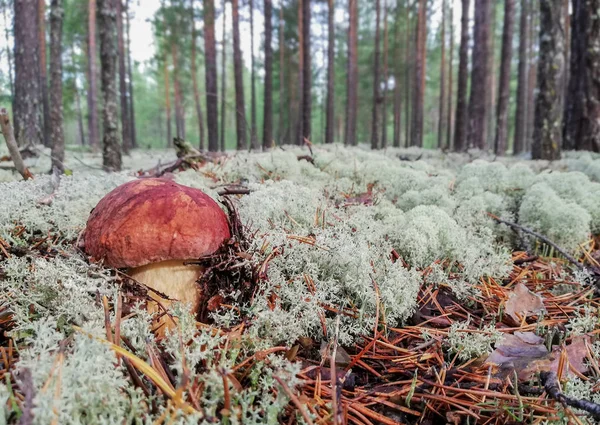 Ormanda beyaz mantar ve beyaz yosun  