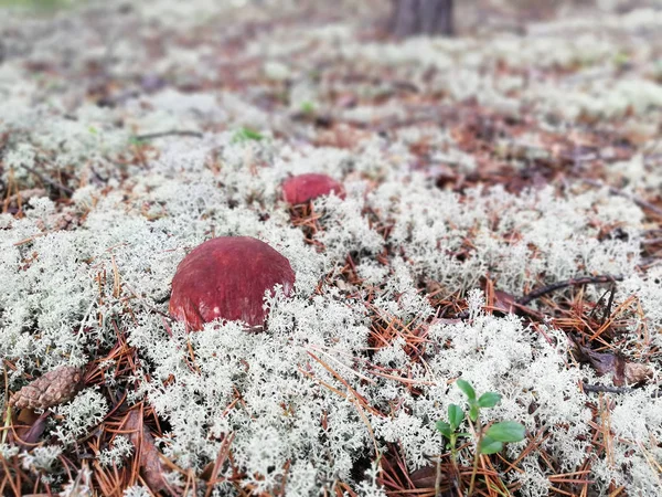 Ormanda beyaz mantar ve beyaz yosun  