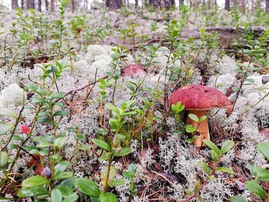 Ormanda beyaz mantar ve beyaz yosun  