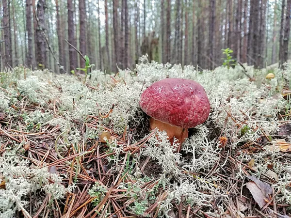 Ormanda beyaz mantar ve beyaz yosun  