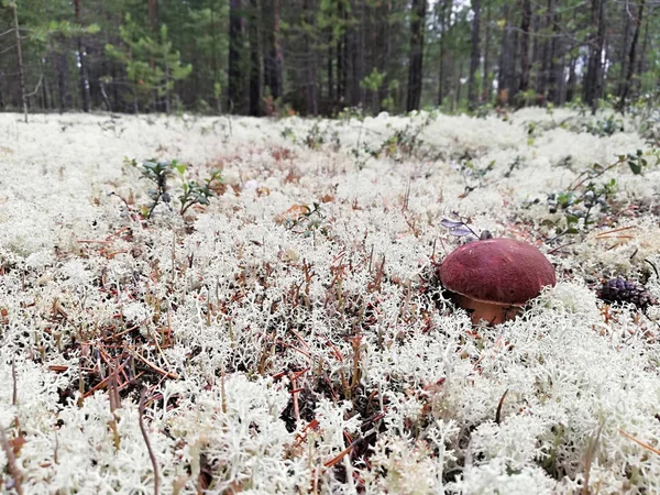 Ormanda beyaz mantar ve beyaz yosun  