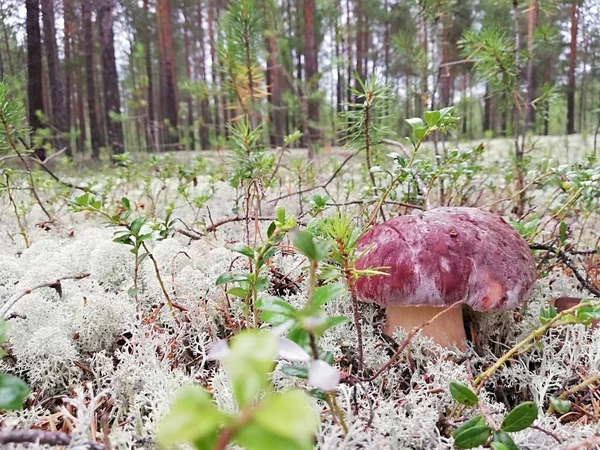 Beyaz mantarlar, ormanda yosun  