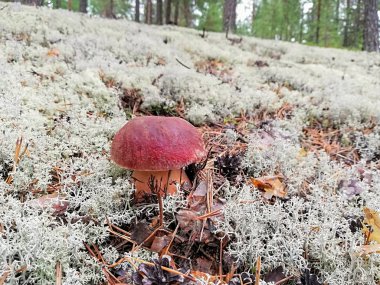 Ormanda beyaz mantar ve beyaz yosun  