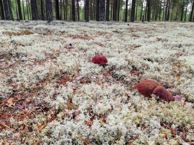 Ormanda beyaz mantar ve yosun  