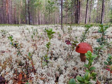 Beyaz mantar ve yosun