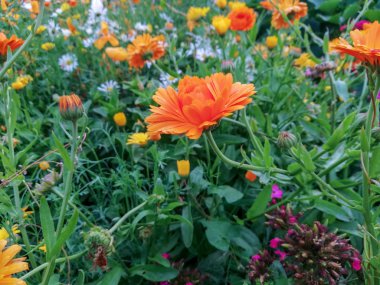 Arka plan için ve tasarım öğeleri olarak kır çiçekleri.