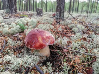 Beyaz mantar ve beyaz yosun