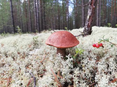 Ormanda beyaz mantar ve beyaz yosun