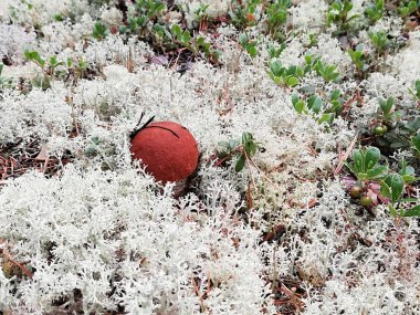 Ormanda beyaz mantar ve beyaz yosun