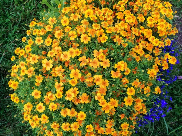 Arka plan için ve tasarım öğeleri olarak kır çiçekleri.