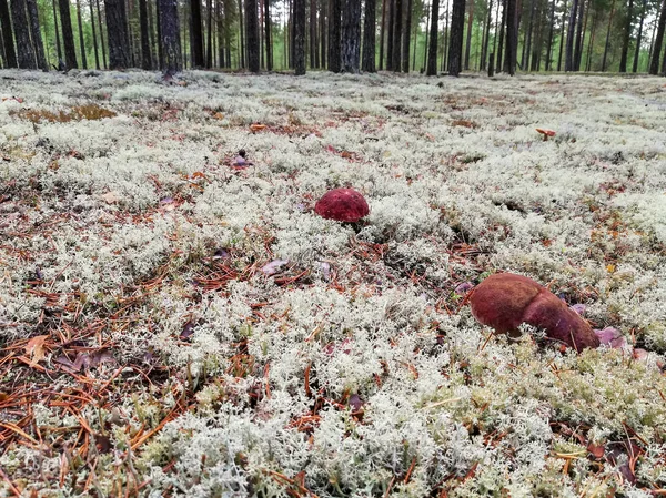 Ormanda beyaz mantar ve yosun  