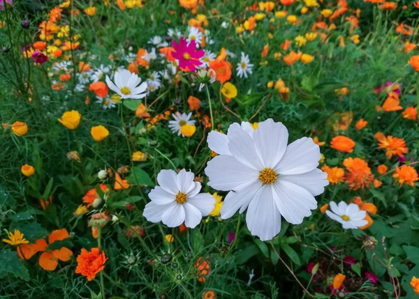 Arka plan için ve tasarım öğeleri olarak kır çiçekleri.