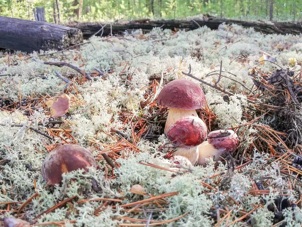 Ormanda beyaz mantar ve beyaz yosun  