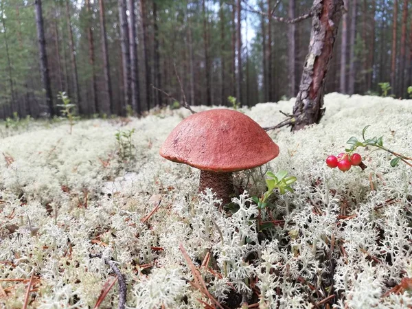 Ormanda beyaz mantar ve beyaz yosun