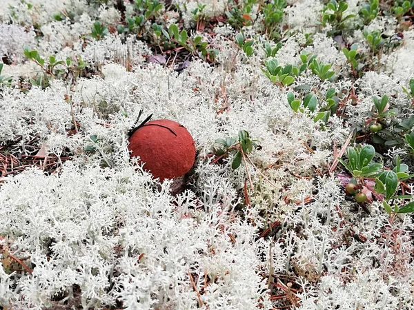 Ormanda beyaz mantar ve beyaz yosun