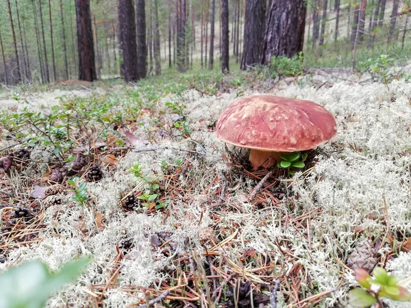 Setas porcini y boletus en el bosque de pinos y en el musgo — Foto de Stock