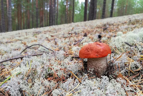 Çam ormanında ve yosunporcini mantar ve boletus