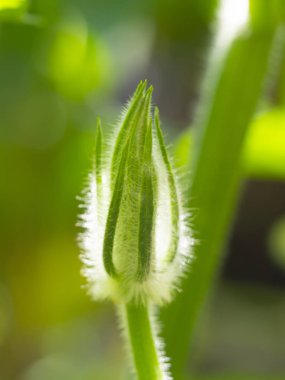Büyüyen yeşil çiçek yakın