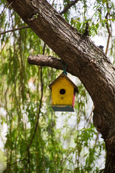 Casa Aves Verano Parque Árbol Verde — Foto de Stock