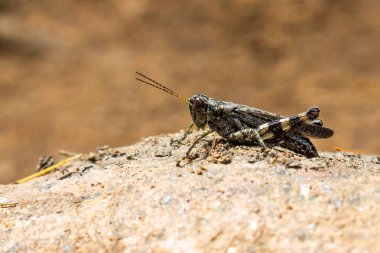Daha az açık bir alanda kamufle edilecek koyu renkli bir çekirge, güneş ışığında bir kayanın üzerinde yatsırken yakın çekimde görülüyor..