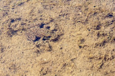 Bu kurbağa gerçekten görmememi umuyor..