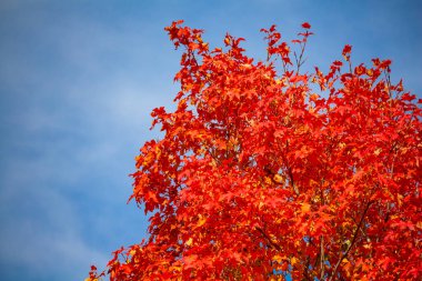Sonbahar alevleri gökyüzüne ulaşıyor