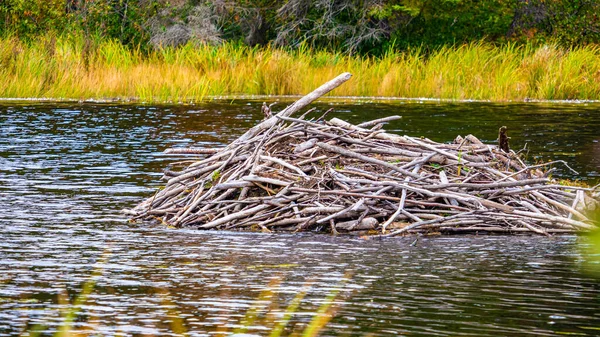 The Beavers' Den — Stock Photo, Image