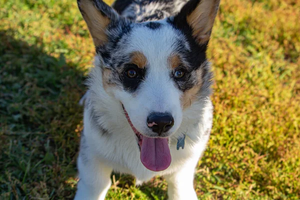 Portrait d'un Corgi haletant — Photo