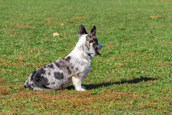 Bir Alarm Corgi Parkta Oturuyor
