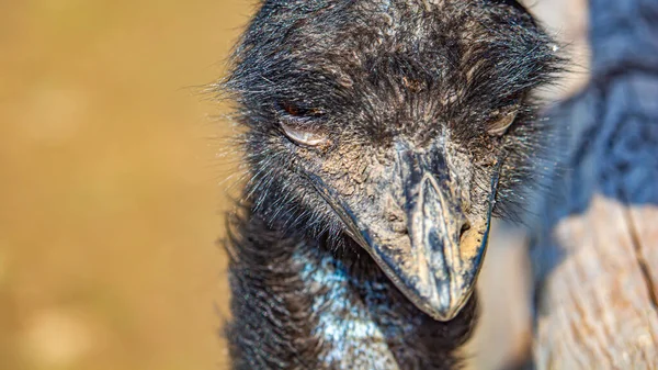 Portrét špinavého Emu — Stock fotografie