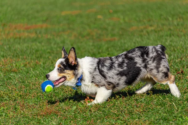 Egy Corgi cipel egy teniszlabdát. — Stock Fotó