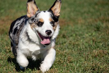 The Corgi Trot