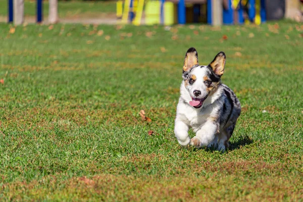 Corgi a chegar! Um cão corre em um parque público . — Fotografia de Stock