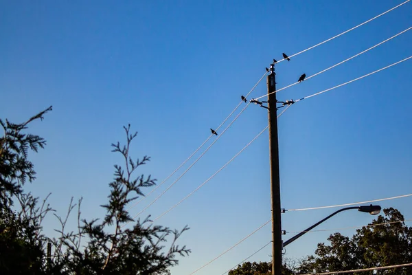Pájaros en los cables —  Fotos de Stock