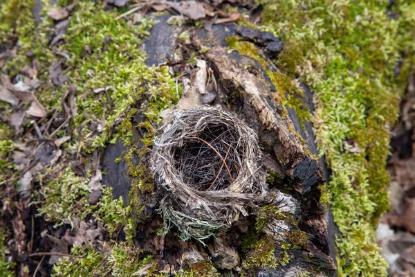 Bird Nest Rests Mossy Log Woods — Stock Photo, Image