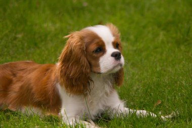 Bir Cavalier King Charles Spaniel köpeği arka bahçenin çimlerinde yatıyor. Köpeğin Blenheim rengi var, karakteristik kahverengi ve beyaz kürk desenli..