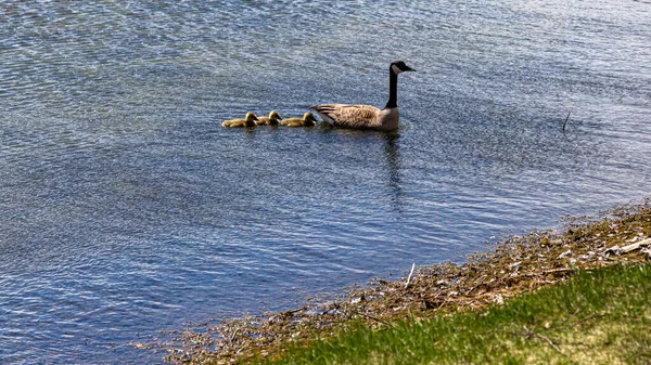 Una Madre Ganso Canadá Lleva Sus Goslings Nadando Agua — Foto de Stock