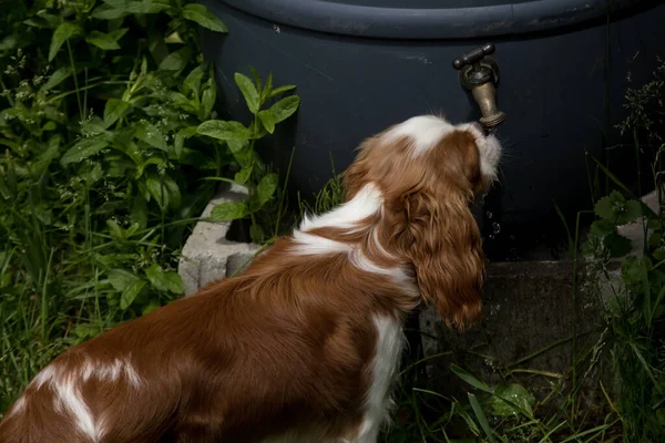 Cão Jovem Cachorro Raça Cavalier King Charles Spaniel Bebe Água — Fotografia de Stock