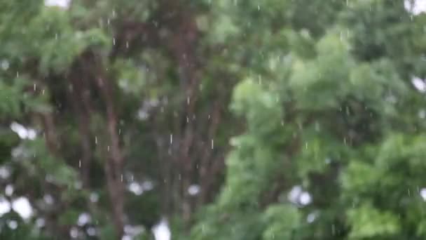Planda Sağanak Yağmur Rüzgarda Şiddetle Esen Ağaçların Bulanık Arka Planının — Stok video