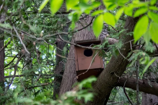 Ein Hölzernes Vogelhaus Steht Auf Dem Ast Eines Baumes Wald — Stockfoto