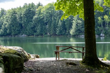 Arka plan manzarasına odaklanıldığında, bir piknik masası bir orman parkındaki suya yakın bir ağacın yanındaki kayalık bir yüzeye oturur..