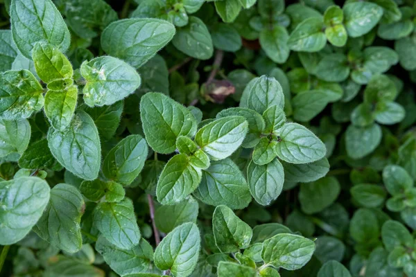 Green Leaves Oregano Plant Herb Garden Seen — Stock Photo, Image