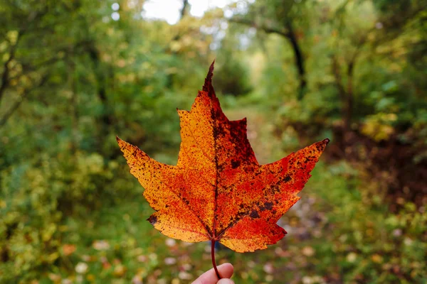秋の森の自然歩道の前で指先で握るオレンジと赤のカエデの葉 — ストック写真
