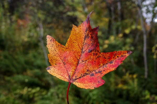 夏から秋にかけての季節の移ろいを背景に 赤やオレンジのカエデの葉が立ち上がり 葉は緑から秋へと変化します — ストック写真