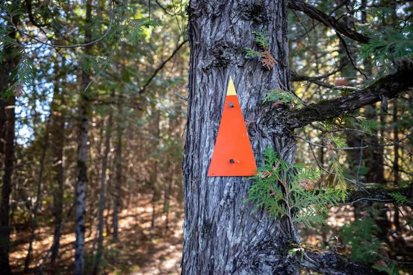 An orange arrow trail marker is nailed to a tree and points straight ahead on a hiking path through the forest.