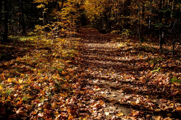 Sentier Nature Automne Est Couvert Feuilles Automne Tombées Fin Après — Photo