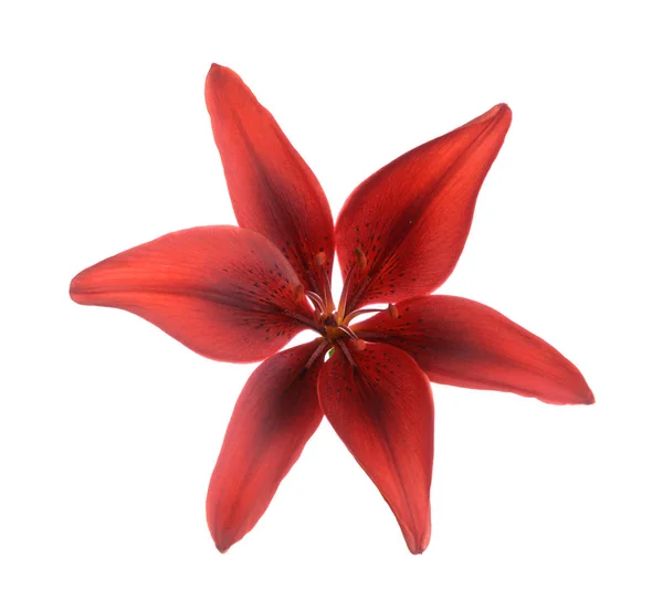 Garnet lily flower — Stock Photo, Image