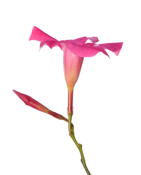 Magenta Dipladenia flor — Foto de Stock