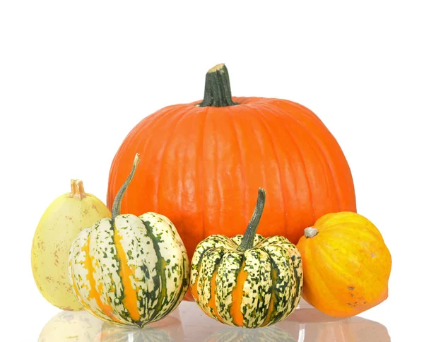 Mini e enorme zucca — Foto Stock